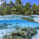 Nearshore corals around Tuamotus Archipelago, French Polynesia